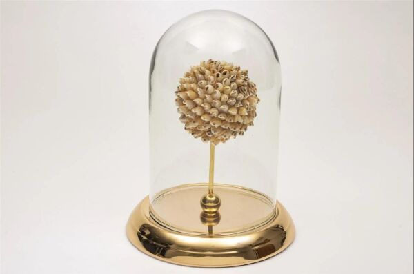 Mikasa Moor Gold Metal Deniz Kabuğu Cam Fanus 28cm