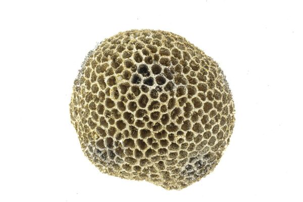 Mikasa Moor Gold Mercan Resin Obje 16x13x9 cm